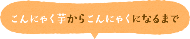 こんにゃく芋からこんにゃくになるまで